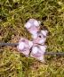 Preview: Augenperle pink transparent